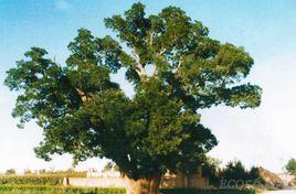 大金元寶樹 大金元寶樹