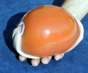 黃金寶螺 黃金寶螺