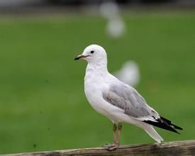 太平洋鷗 太平洋鷗