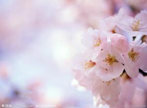 紅雨[動畫《小花仙》角色]