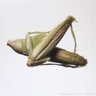 玉米棒子 玉米棒子