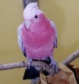 紅冠鳳頭鸚鵡 紅冠鳳頭鸚鵡