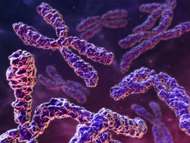 染色體重排 染色體重排