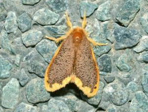 雙線盜毒蛾 雙線盜毒蛾