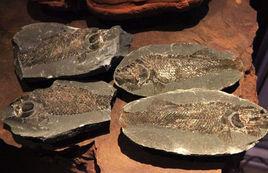 江蘇句容結核裂齒魚 江蘇句容結核裂齒魚