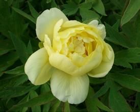 華夏-品黃 華夏-品黃