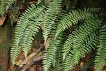 大圍山毛軸線蓋蕨(變種) 大圍山毛軸線蓋蕨(變種)