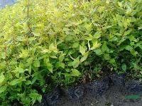 金葉大花六道木 金葉大花六道木