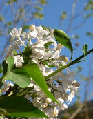 春暖花開[漢語成語]