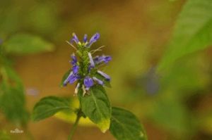 長柄孩兒草 長柄孩兒草