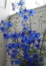 多枝翠雀花 多枝翠雀花