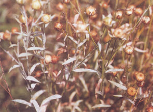 亞麻粉孢 亞麻粉孢