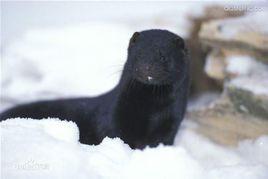 黑十字水貂-1 黑十字水貂-1