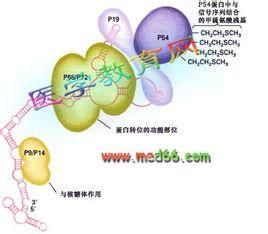 共翻譯轉運 共翻譯轉運