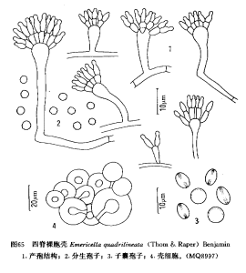 四脊裸胞殼 四脊裸胞殼