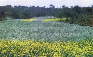 山原紅壤 山原紅壤