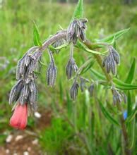 污花滇紫草 污花滇紫草