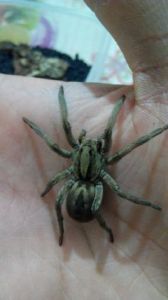 格氏狼蛛 格氏狼蛛