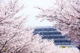 同濟櫻花節 同濟櫻花節