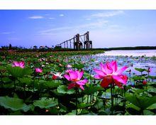 銀川鳴翠湖國家濕地公園