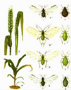 小麥蚜蟲