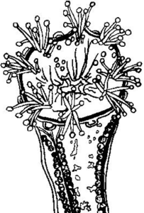 長棱九角水母 長棱九角水母