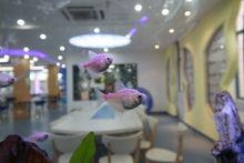 南京市中山國小